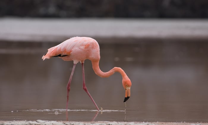 Flamingo at Punta Cormorant, Floreana, Galápagos