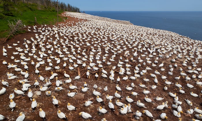 Gannet colony on Bonaventure Island, Canada