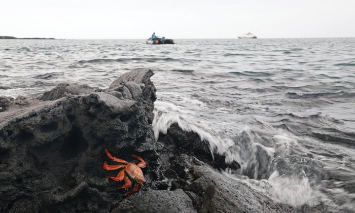 Sally Lightfoot crab in the Galapagos