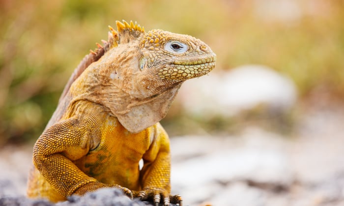 galapagos_land_iguana