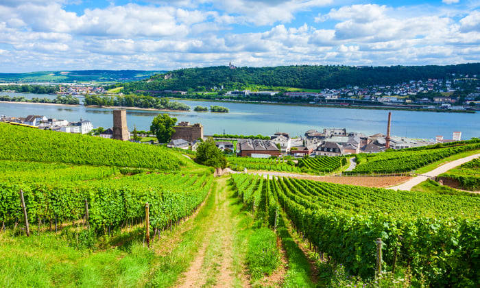 Vineyards on the Rhine