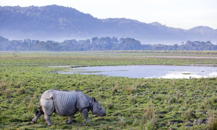 Rhinoceros in Kaziranga National Park, India
