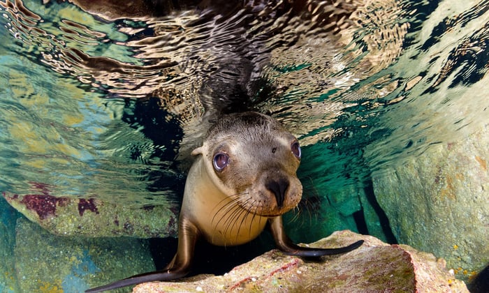 Sea Lion underwater in Sea of Cortez, Mexico