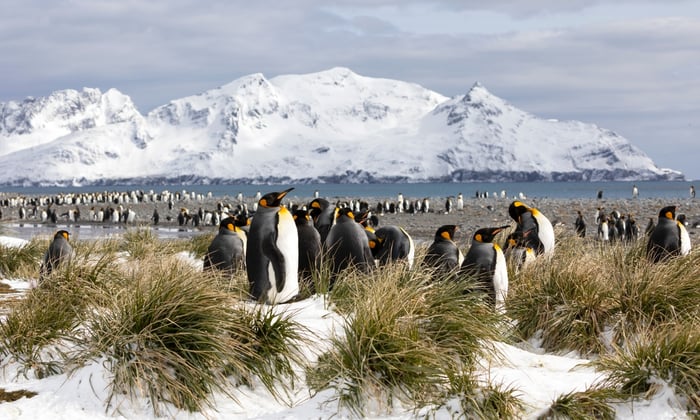 King penguins on Salisbury Plain in South Georgia, a popular call on an Antarctica cruise