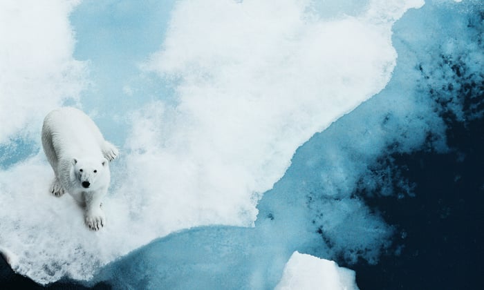 Lindblad Expeditions - Polar bear in the Arctic