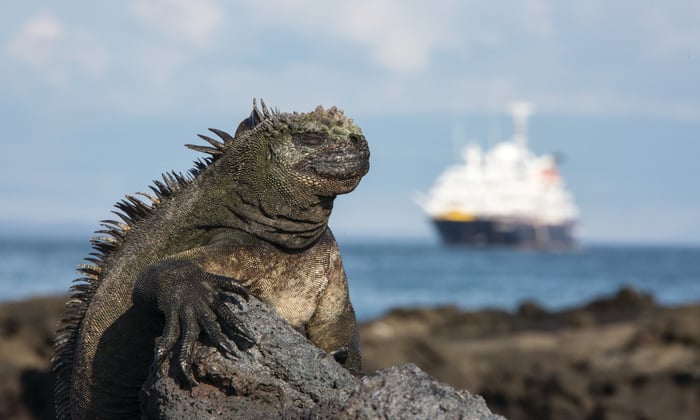 Silver Galapagos and marine iguana
