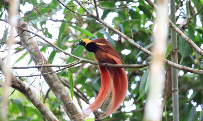 Raggiana bird of paradise in Papua New Guinea