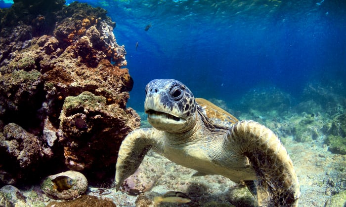 Galapagos sea turtle