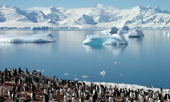 Penguin colony in Antarctica