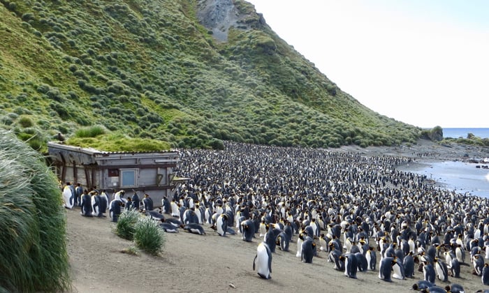 King penguin colony on Macquarie Island, Australia, a call on an East Antarctica expedition
