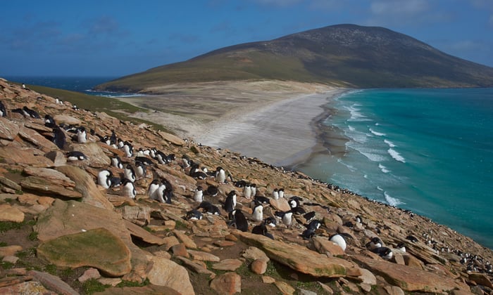 saunders island is a key stop on a falklands cruise