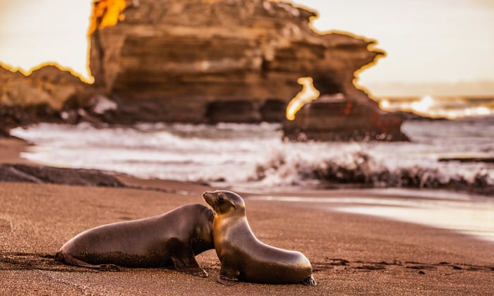 Sea lions on Santiago Island in the Galápagos