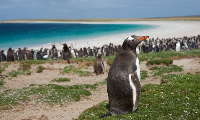 gentoo_penguin_bleaker_island_falklands