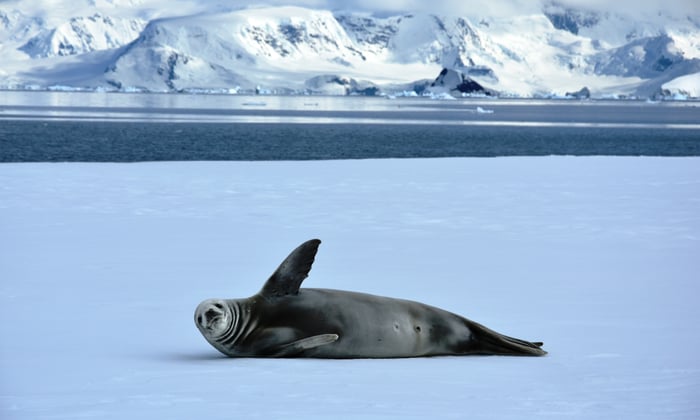 Crabeater_seal_waving_in_Antarctica_on_ice_floes_in_Wilhemina_Bay