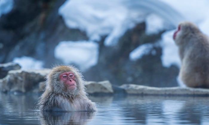Snow Monkey in Hakodate, Japan