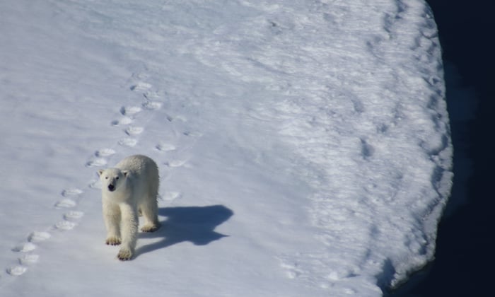 Polar bear with Ponant's Le Commandant Charcot in Greenland