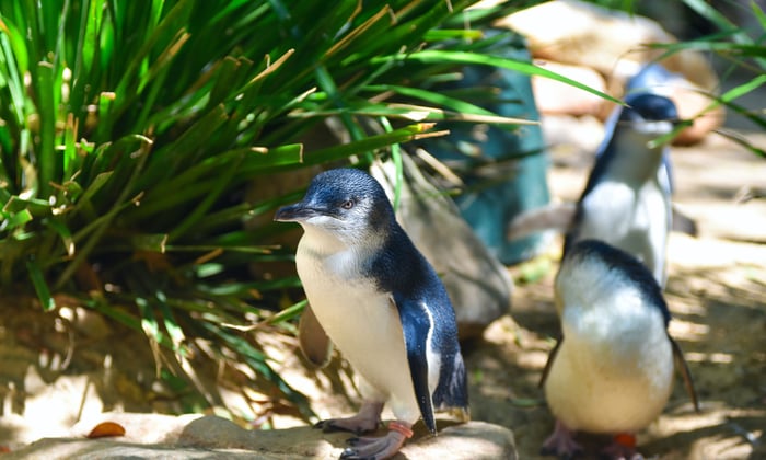 Little penguins on Phillip Island, Australia