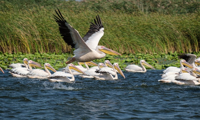 Great white pelicans in the Danube Delta, Romania