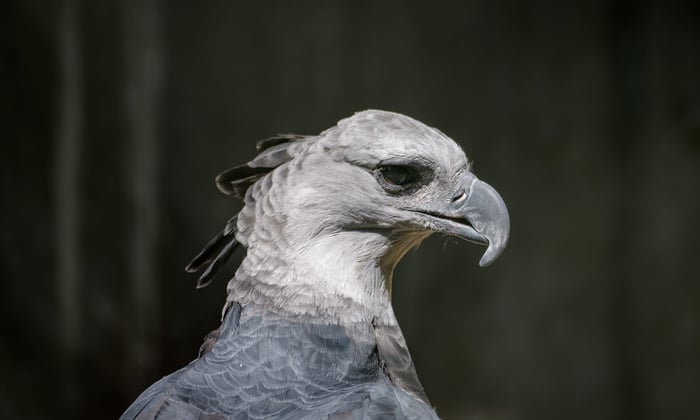 Harpy eagle in Panama