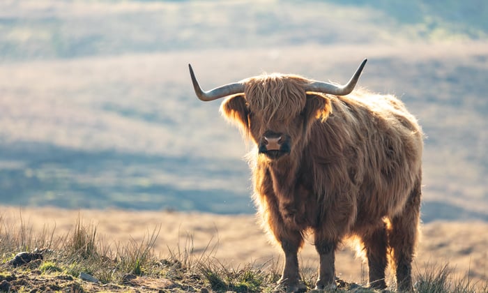 Highland cow in Skye, Scotland