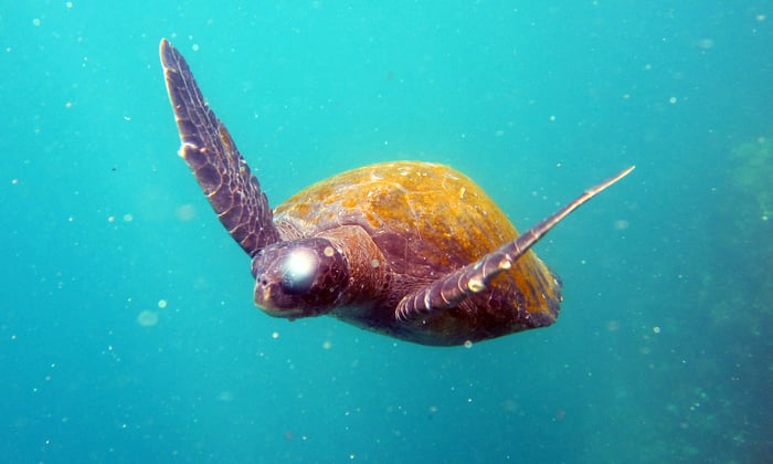 Turtle in the Galapagos
