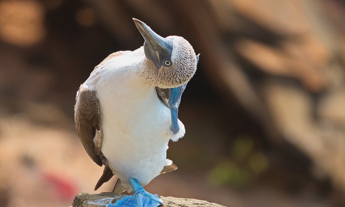 Blue_footed_booby_san_cristobal_Galapagos