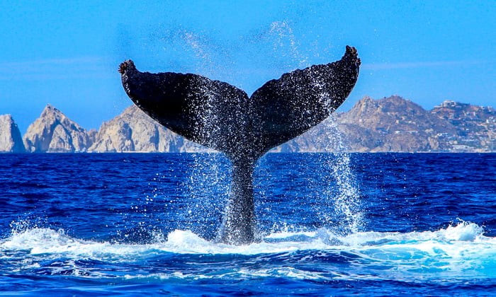humpback whale tail in Cape San Lucas arch, Sea of Cortiez