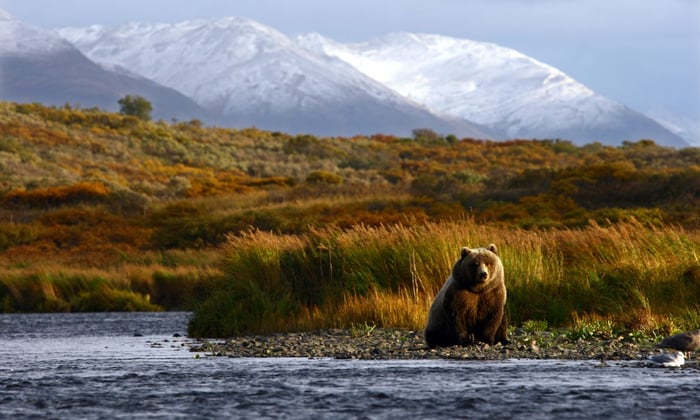 Brown bear, Alaska