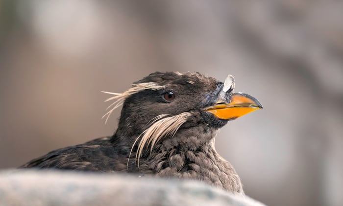 Rhinoceros auklet in Alaska