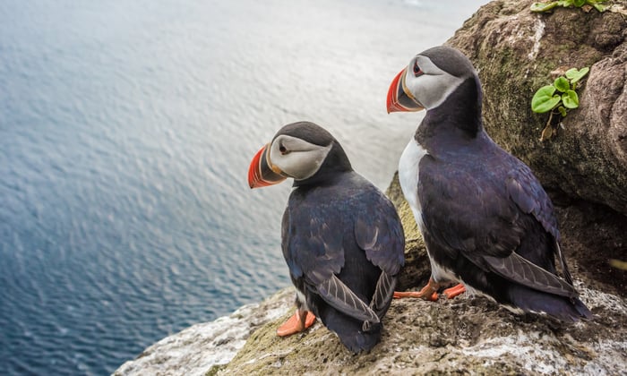 Puffins on Latrabjarg Cliffs, Iceland