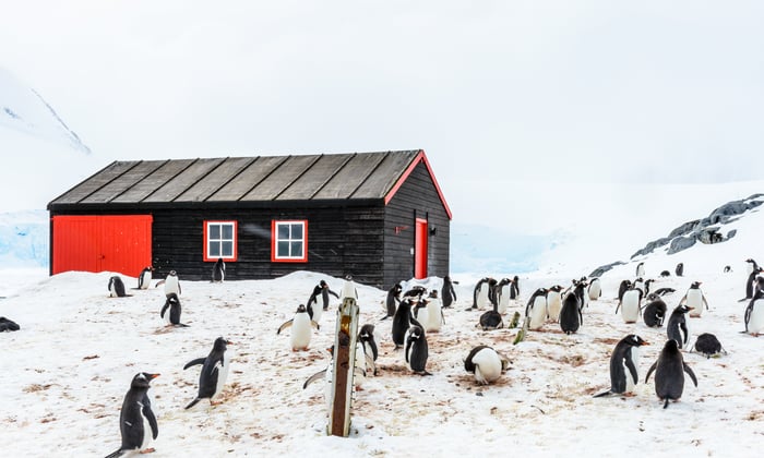 Penguins in Port Lockroy, Antarctica