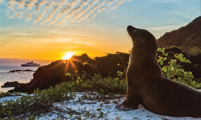 Sea Lion at Sunset in the Galápagos, with Lindblad–National Geographic's Explorer
