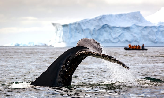 Whale watching in Antarctica with Quark Expeditions