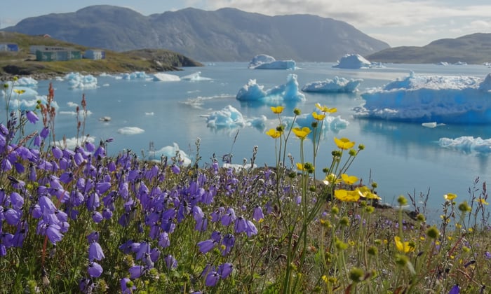 Flowers in Narsaq in the south of Greenland