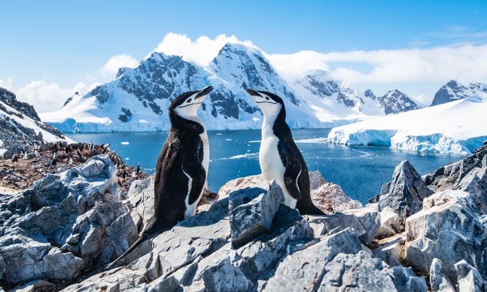 Chinstrap penguins in Antarctica