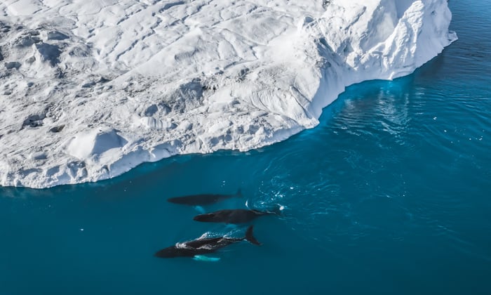 whales in greenland along the northwest passage