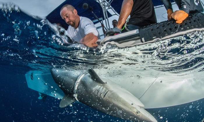 Alex Hearn tagging sharks in Cocos Island 