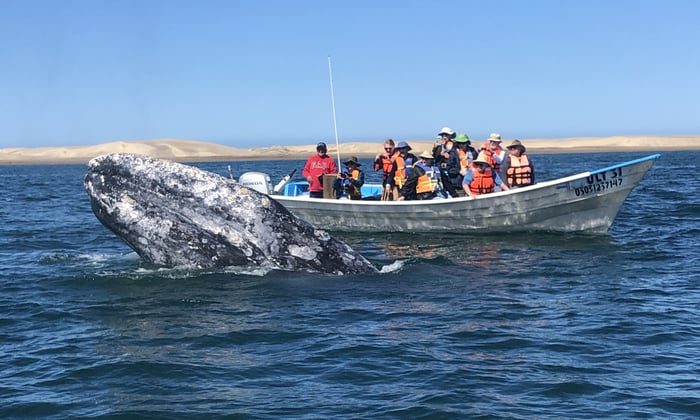 Gray whale in Magdalena Bay, Mexico