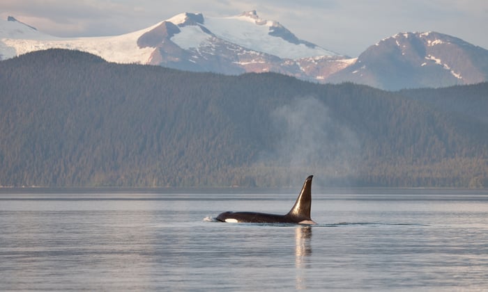 Orca in Frederick Sound, Alaska