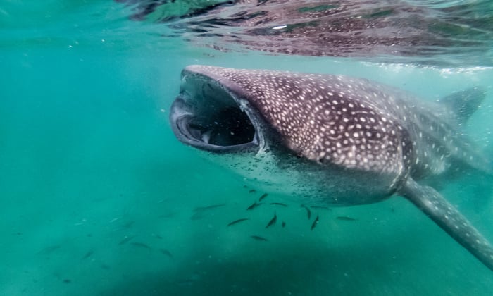 Whale shark in the Sea of Cortez, Mexico