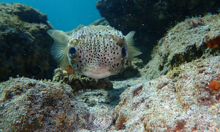 Sea life in the Sea of Cortez