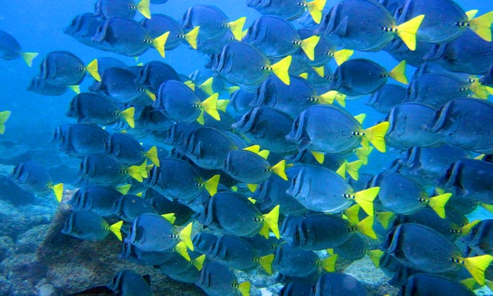 GALaPAGOS_fish