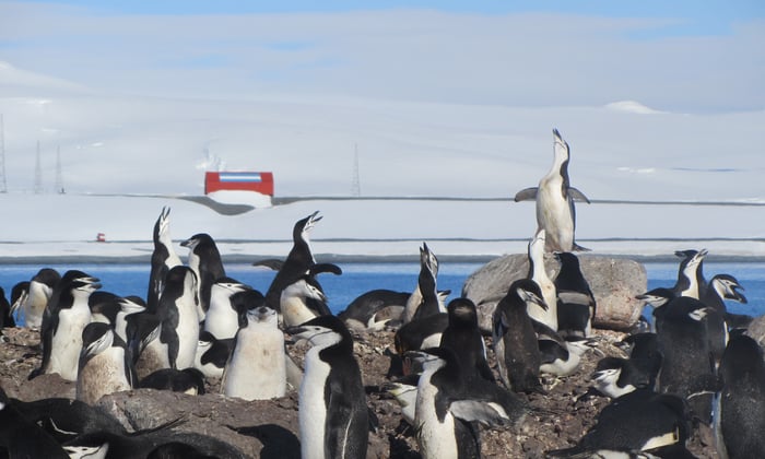 Chinstrap penguins on Half Moon Island, Antarctica