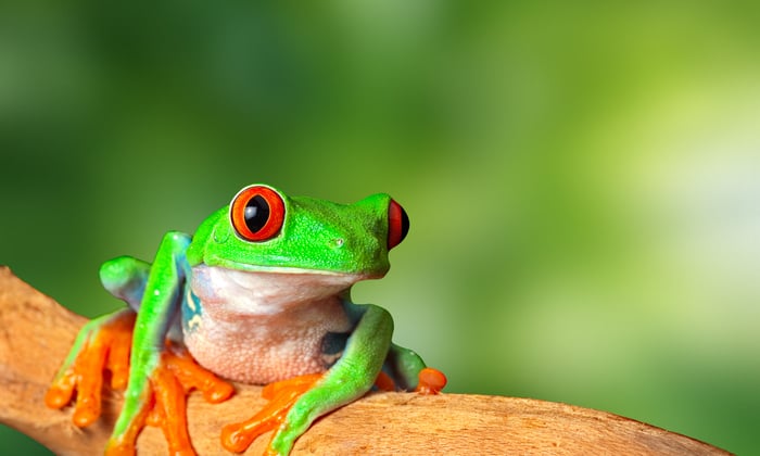 Red-eyed tree frog in Costa Rica