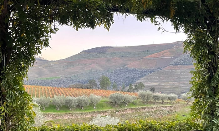 Douro River Valley Vineyard