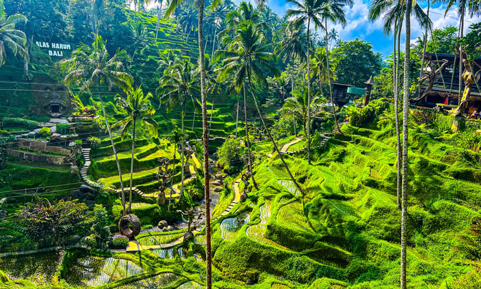 Rice paddy in Ubud, Bali