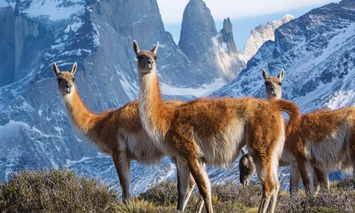 Guanacos on 'Seven Worlds, One Planet'