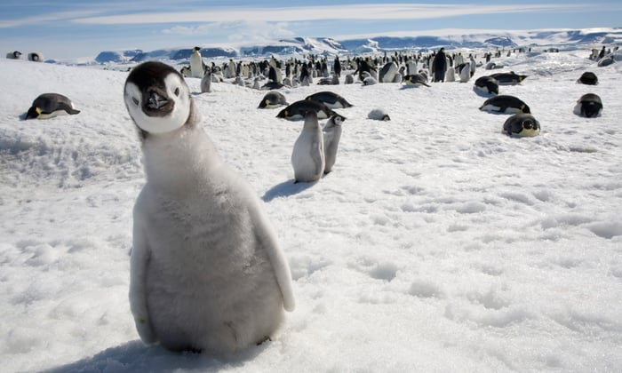 Emperor penguins and chick on Antarctica's Snow Hill Island