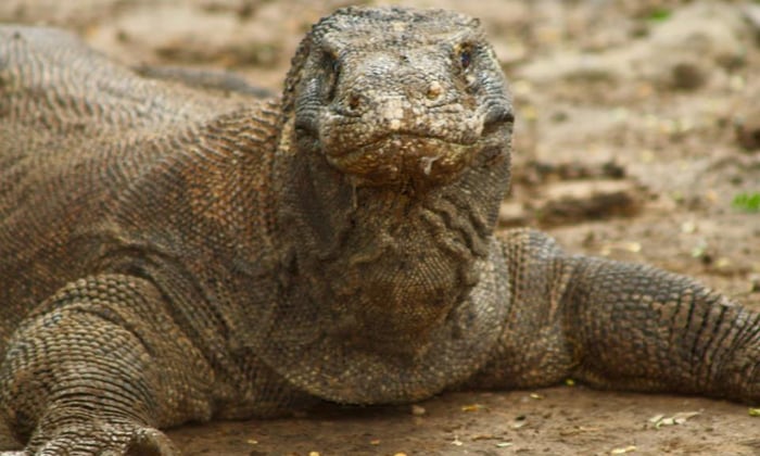 Komodo dragon in Indonesia