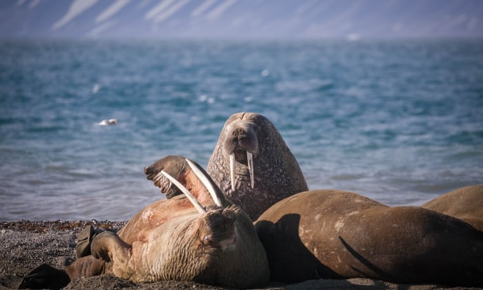 Walrus in Spitsbergen, the Arctic